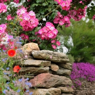 mur fleuri en Bretagne