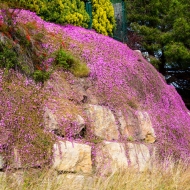 Carpet of purple flowers on rock