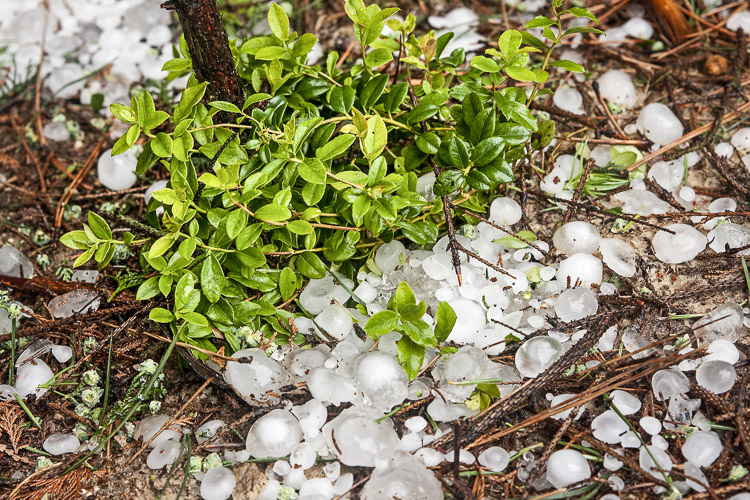 Big ice balls hail in the forest with cowberry
